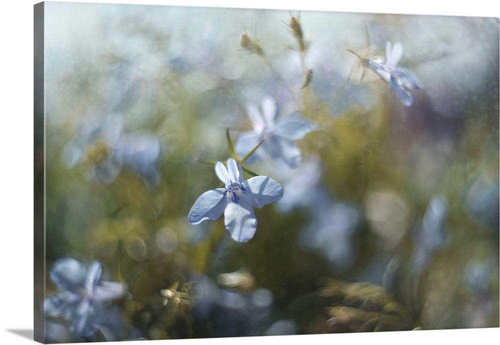Several layers of flowering Lobelia added together.