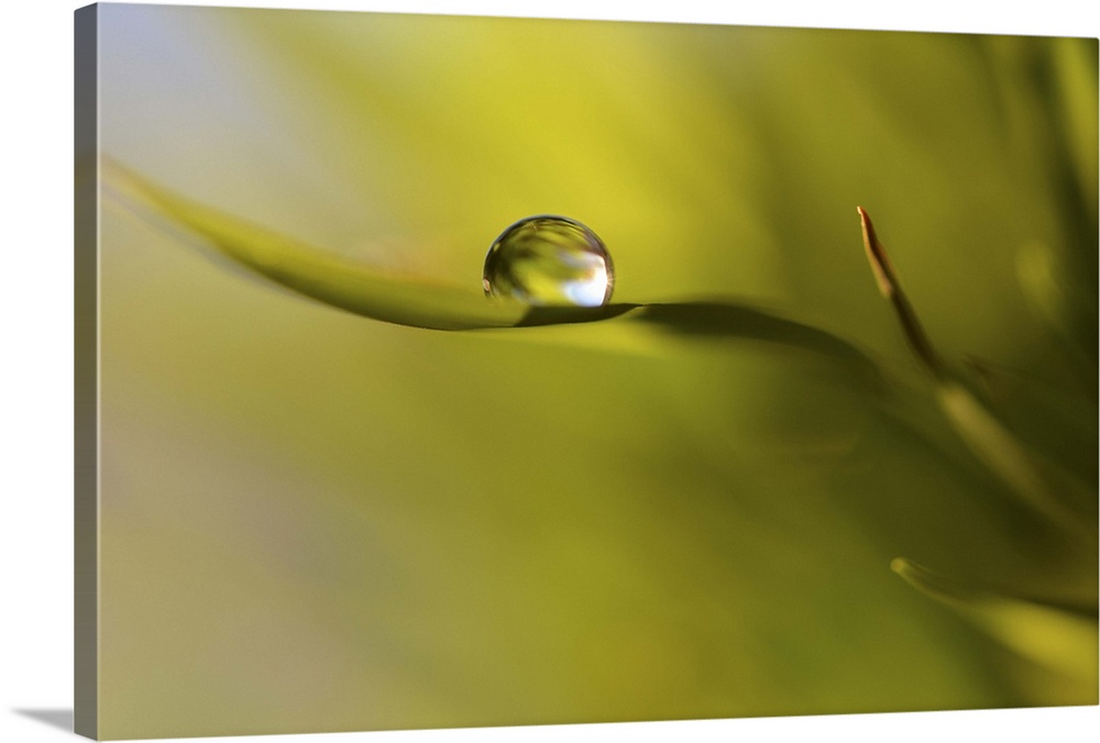 A macro photograph of a water droplet on the end a leaf.