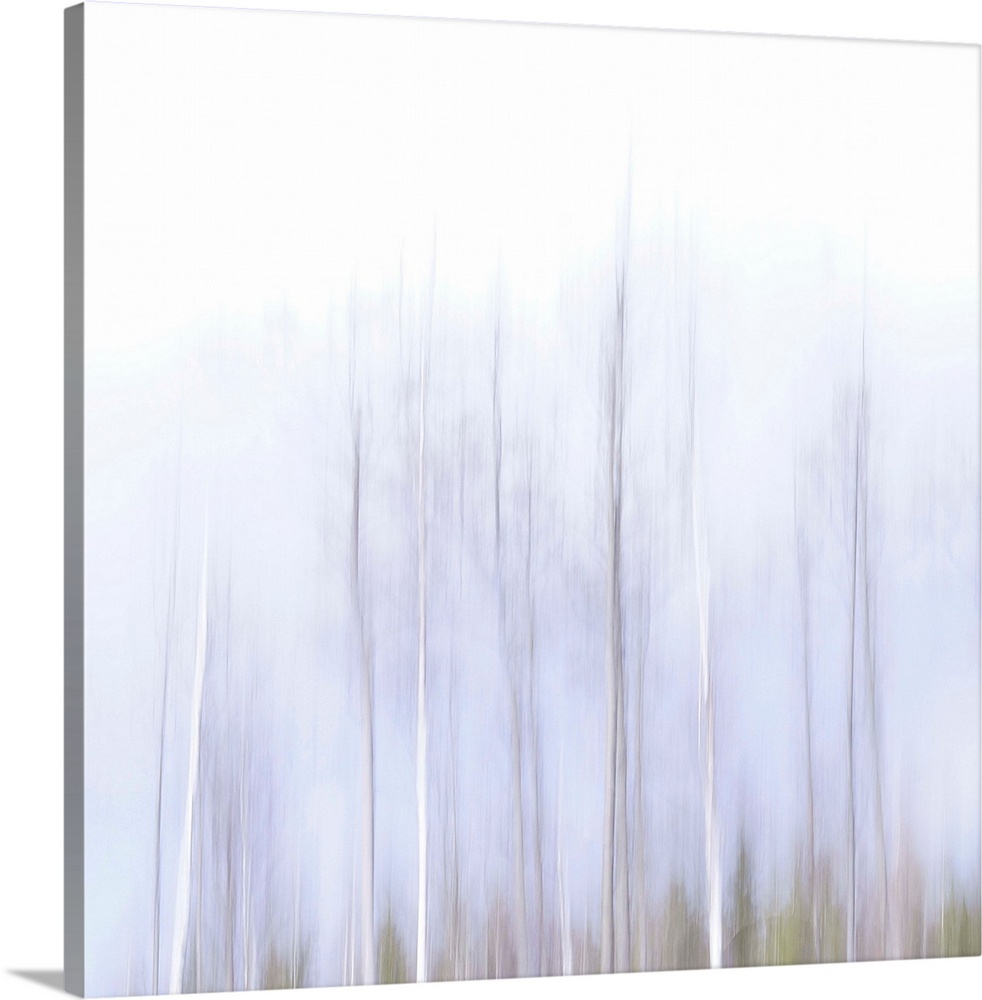 Artistically blurred photo. The treetops of young birch trees in a forest in south east Sweden on a sunny winter day.