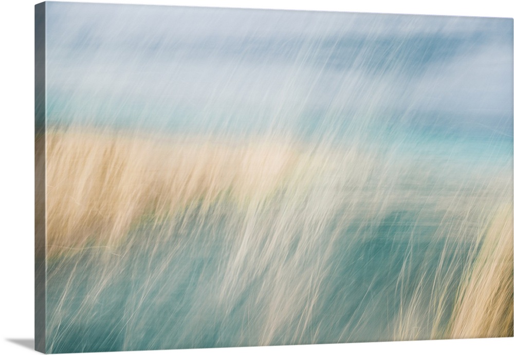 Abstract of wild beach grass in sand dunes blowing in the wind.
