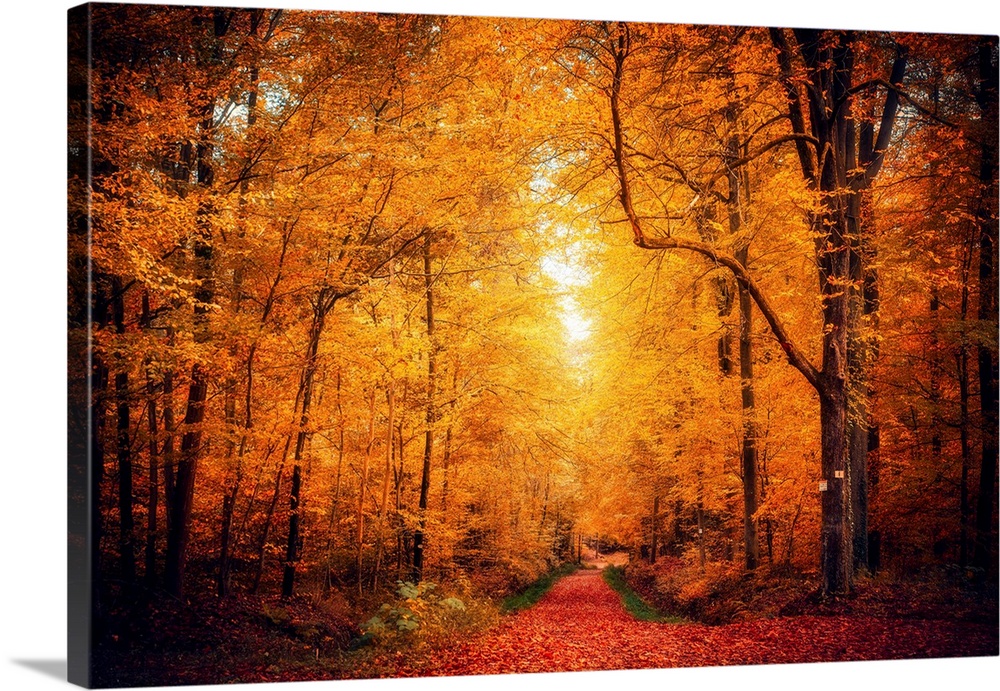 Leaf-covered path runs through a yellow forest in autumn
