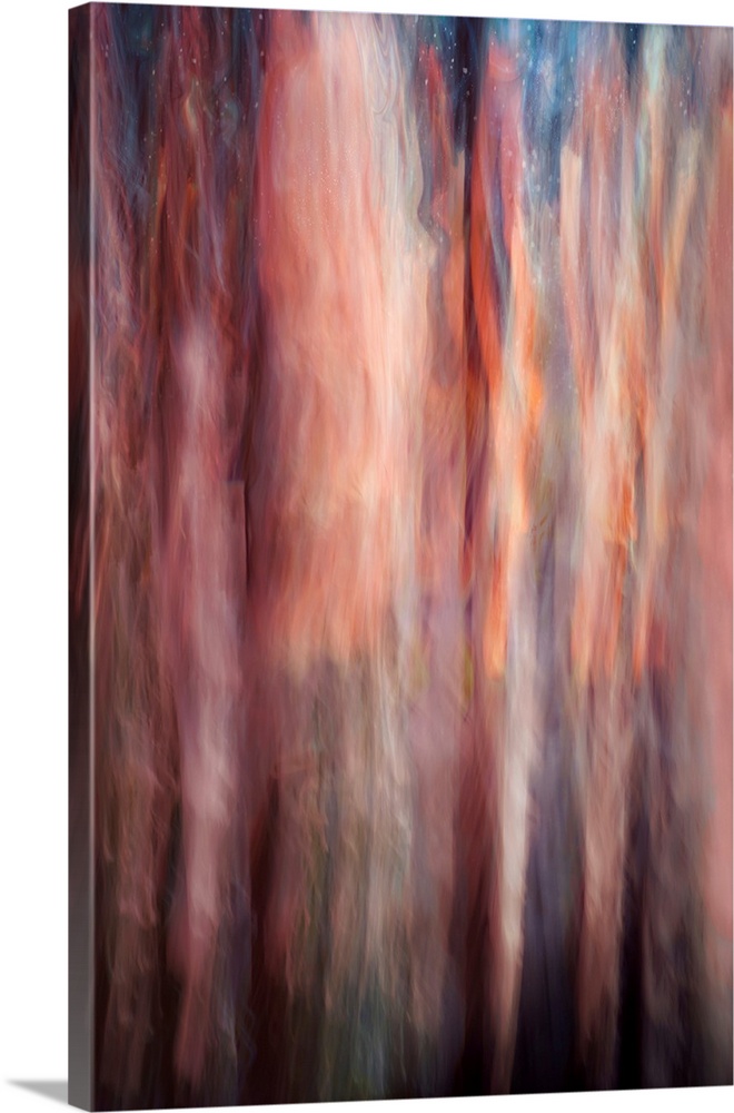 Abstract image of a group of very tall cedars at the edge of a large lake in British Columbia, Canada. The image was made ...