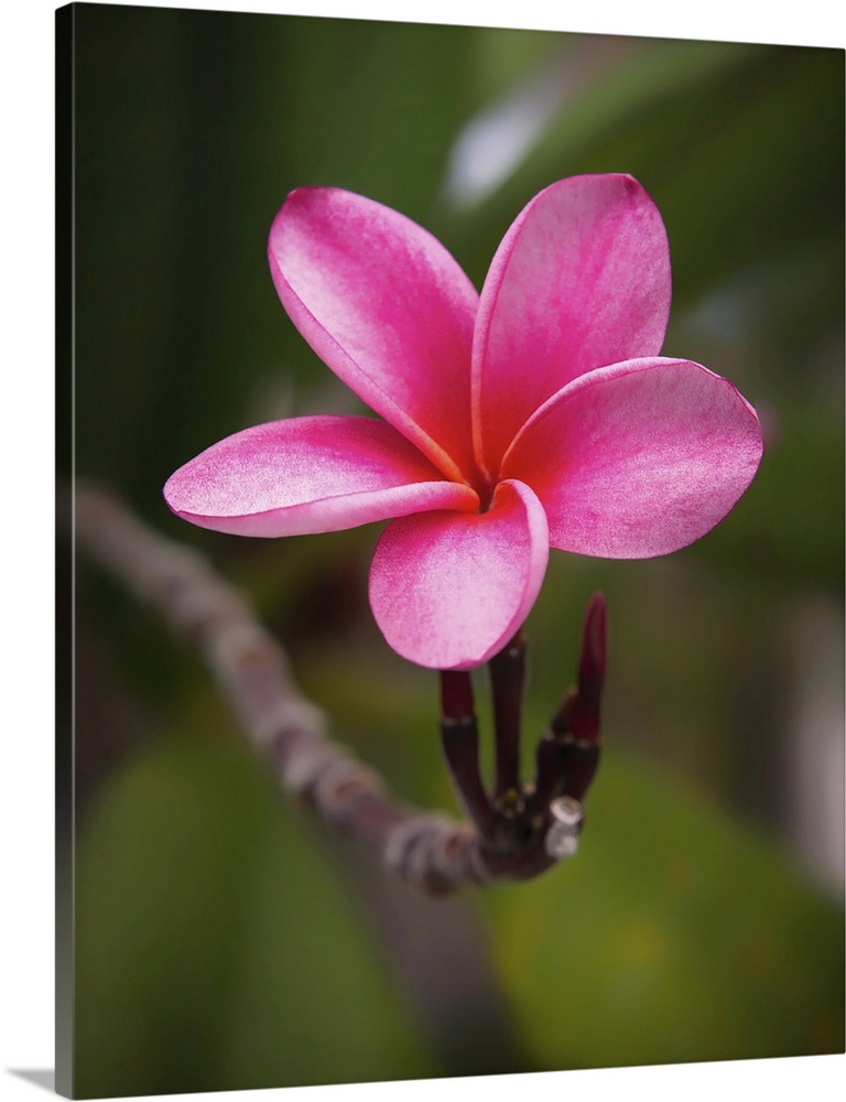 Luminous Pink Plumeria