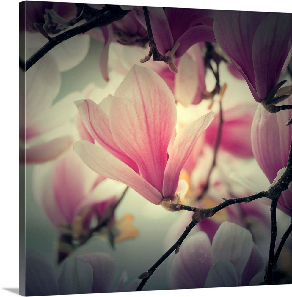 Huge photograph sets a sharp focus on a single flower within a blossom, while the surrounding flowers are in a softer focus.