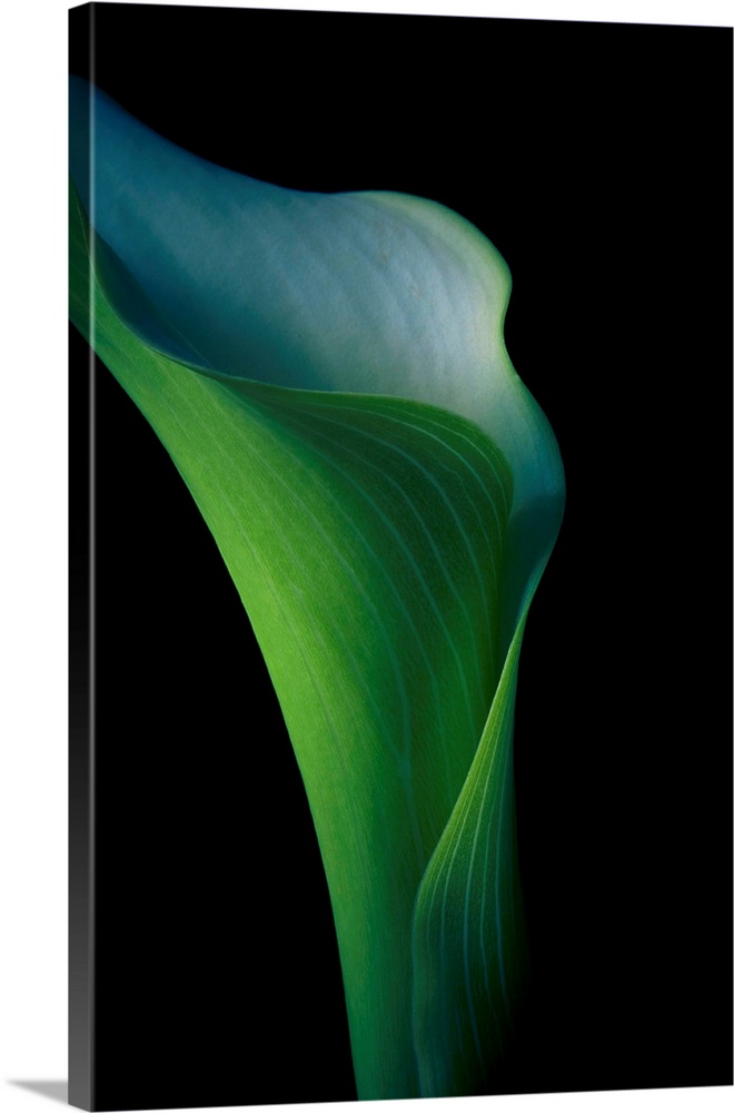 A vivid green fresh Calla Lily flower in close-up against a black background.