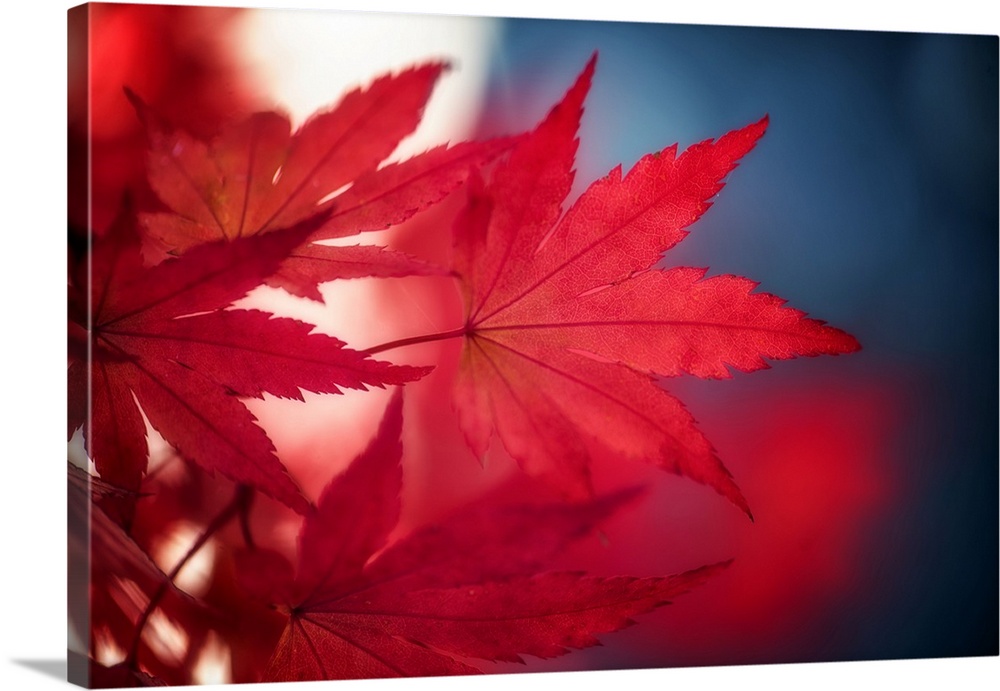 Red foliage of a maple