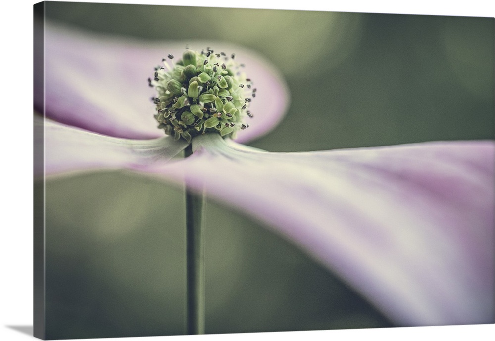 Soft flowing petals make this delicate Dogwood flower look as those it's dancing.