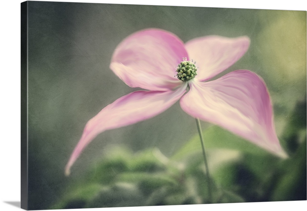 A painterly feel applied to a dainty Magnolia flower.