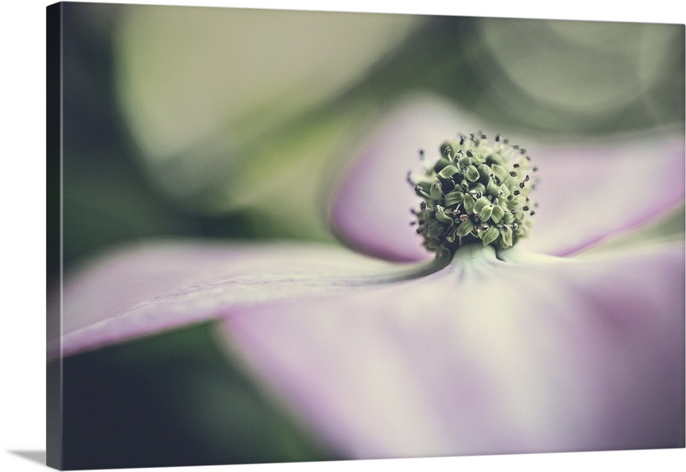 A dreamy magnolia flower surrounded by beautiful bokeh.