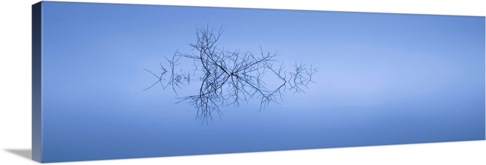 Photograph of branches sticking up out of the water casting a smooth reflection in a foggy atmosphere.