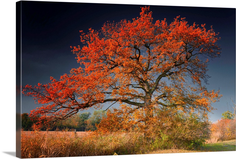 A landscape photograph of an old tree growing alone in a field covered with autumn leaves.