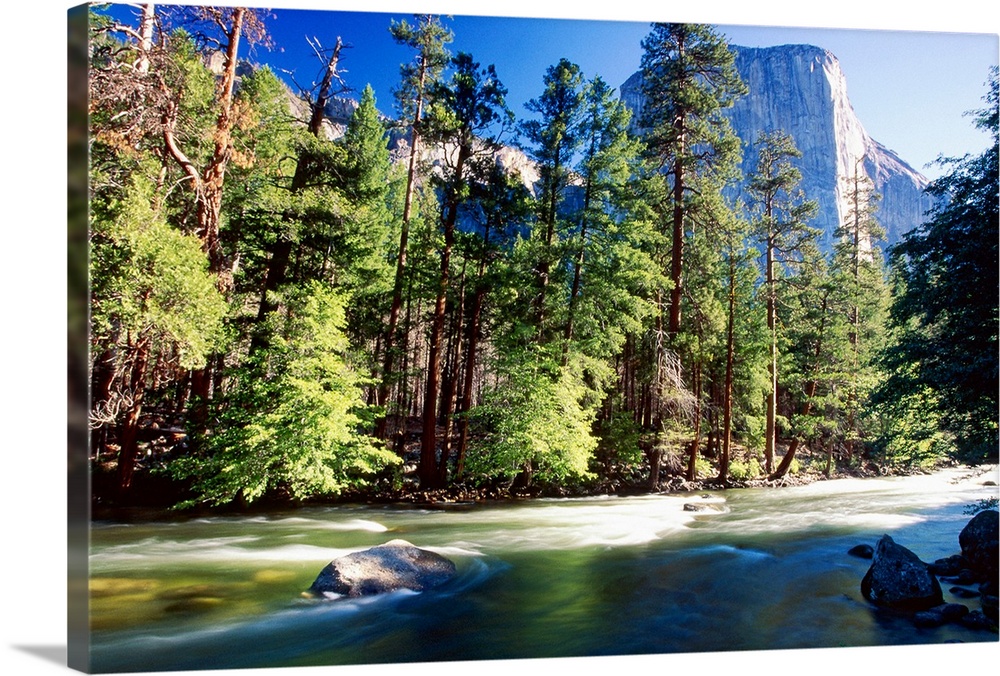 Low Angle View of river lined by forest with the El Capitan in the distance at the Yosemite  National Park in California.