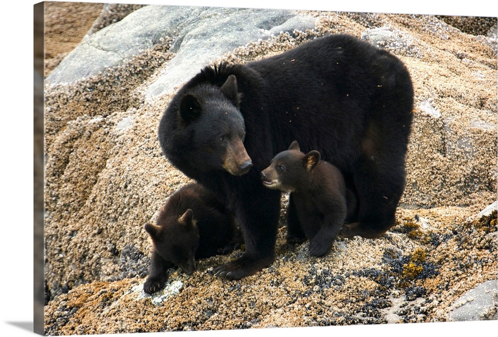 Black bear and cubs, Glacier Bay National Park, Alaska