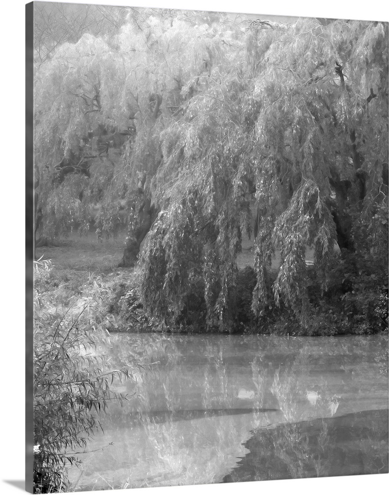 Black and white image of drooping willow trees along a river's edge.
