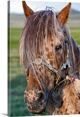 Mongolian Ponies I