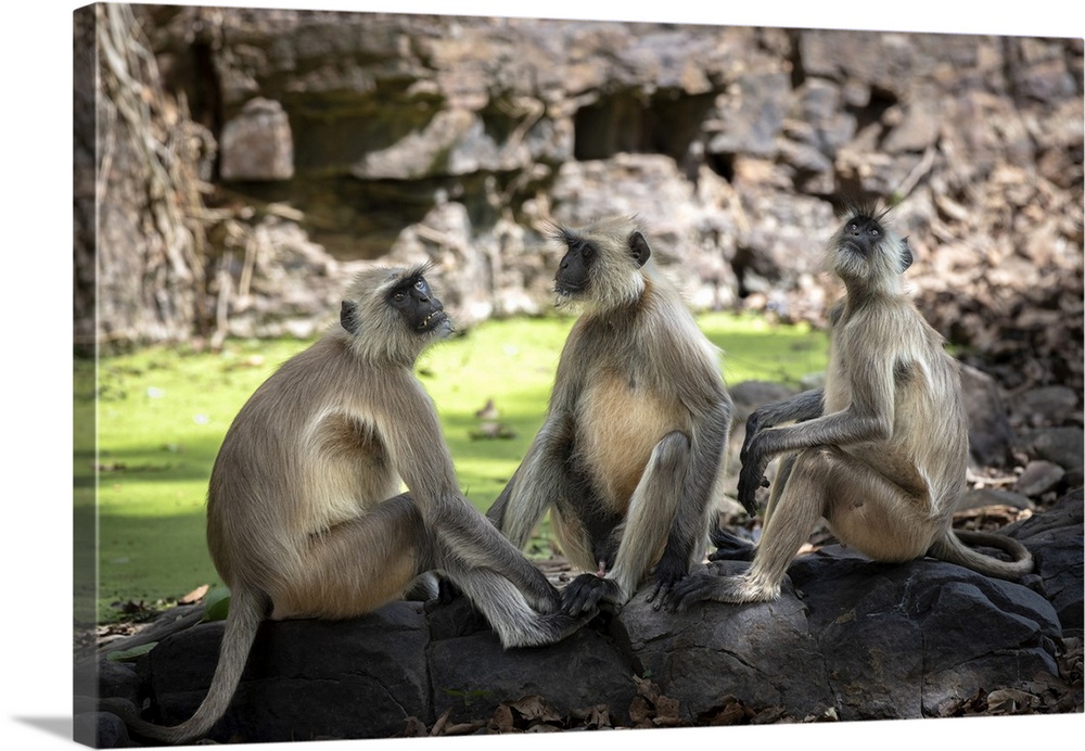 Three langurs cool off in the shade next to a pool in the forest.
