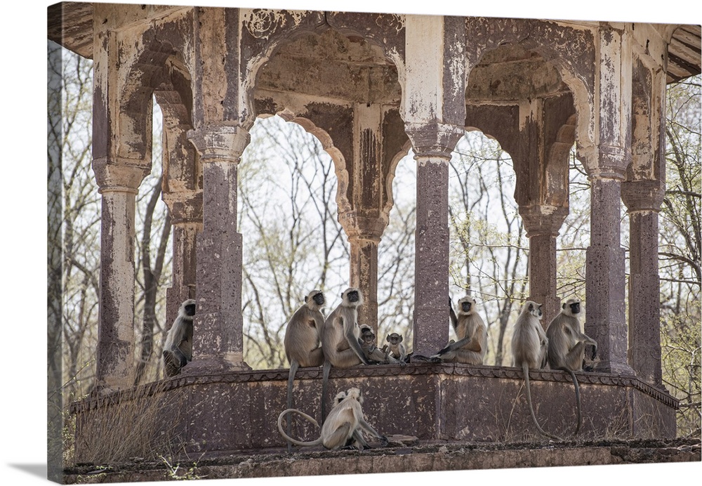 Monkey family occupy an old pagoda in Ranthambore, India.