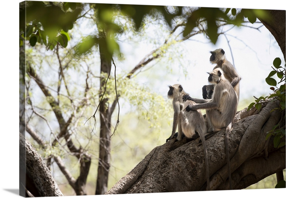 Langur monkeys look out into the forest from a high vantage point.