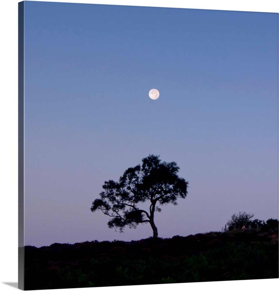 A lone tree with a full moon rising with a deep purple blue pink dusk cloudless sky.