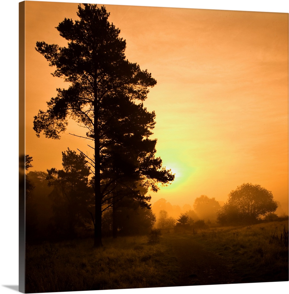 A warm misty glowing golden yellow sunrise over trees.