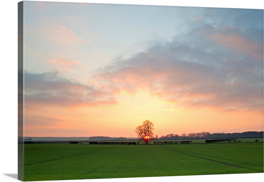 A golden warm morning sunrise over open green fields with a central lone tree and soft clouds.
