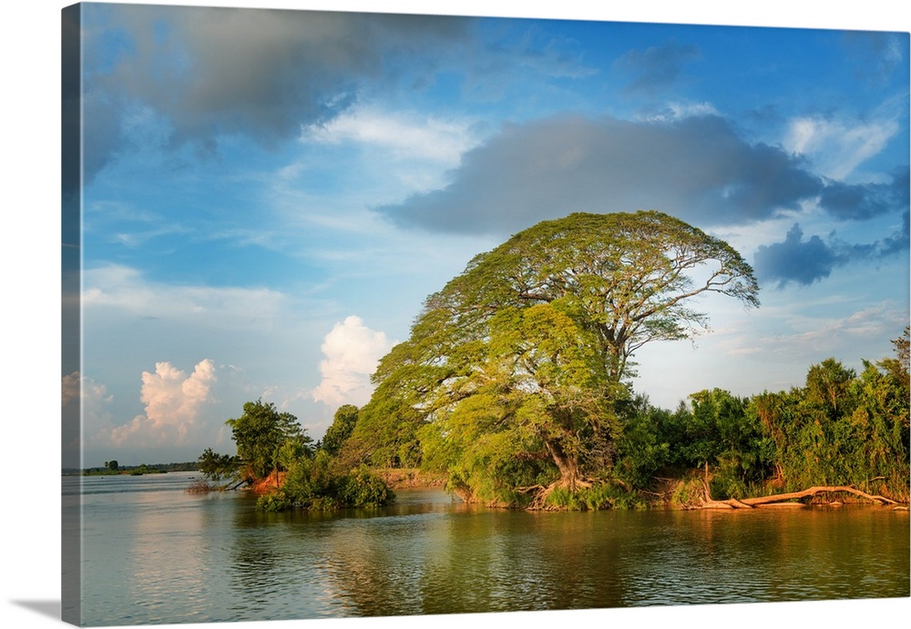 A huge tree by the Mekong in Laos