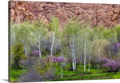 Morocco, Dades Gorges, Sandstone Formations Rise Above Flowering Trees In Spring