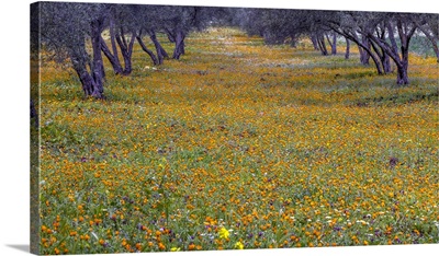 Morocco, Orange Wildflowers Grow In An Olive Grove In Spring