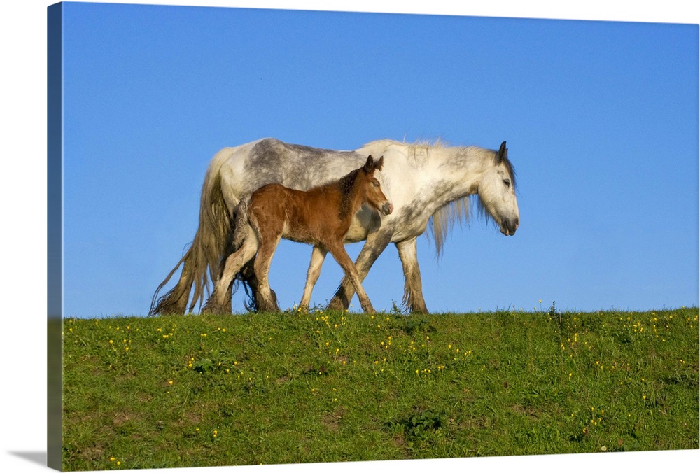 Mother and Foal