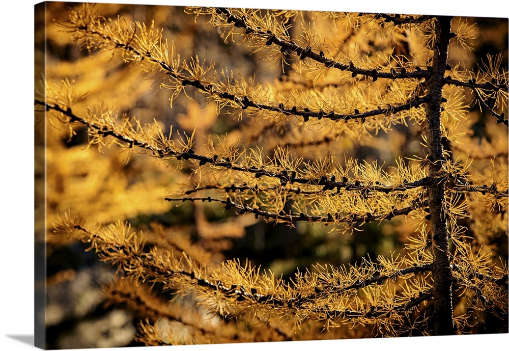 Closeup of branches of a glowing alpine larch.