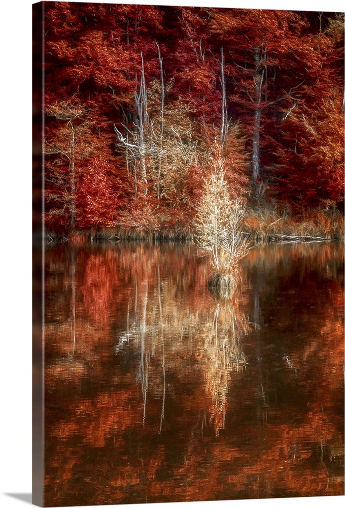 A forest of trees with bright red fall leaves reflected in the water.