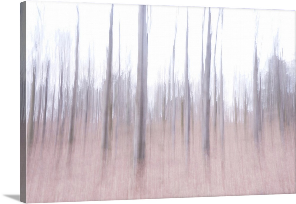 Artistically blurred photo. Old pine forest Dover Plantage in North Jutland, Denmark, on a gray winter day. Bare trees rea...
