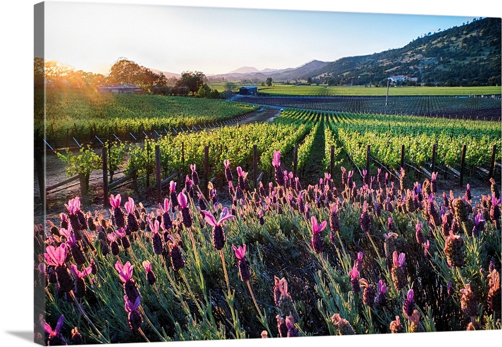 Row of grapevines and pink flowers, Napa Valley, California.