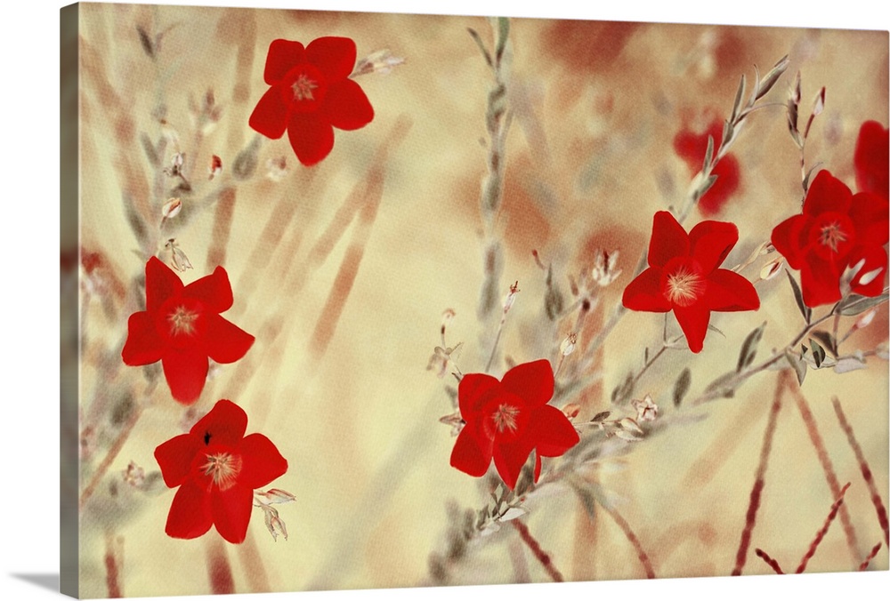 Small red flowers in a meadow