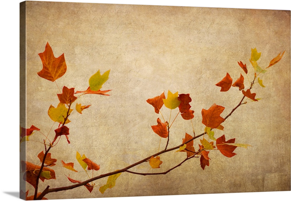 Fine art photo of a thin branch with broad leaves against a beige background in the fall.