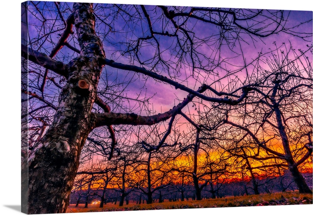 Bare tree branches intersecting against a purple and orange sunset sky.