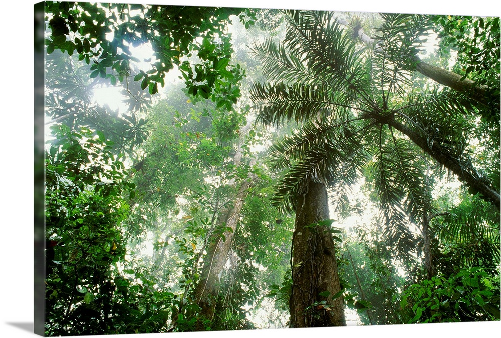 Rainforest, Barro Colorado, Panama