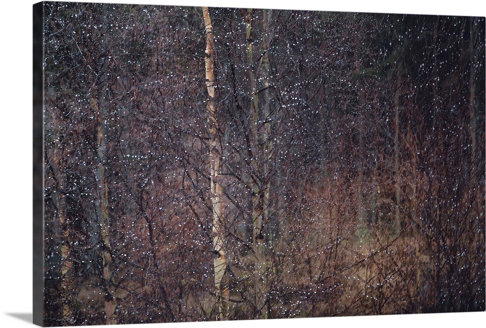 Two photos of trees with snow falling that has been stacked on each other to create a blurred effect.