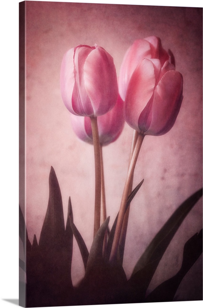 Tulips close-up with a photo texture