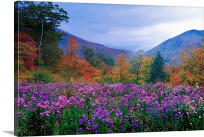 New Hampshire Meadow