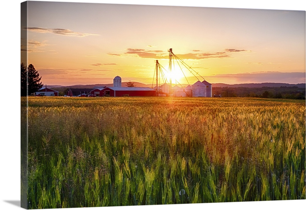 Farm with Grain Silos whith a Wheat Filed at Sunset, Frenchtown, Hunterdon County, New Jersey.