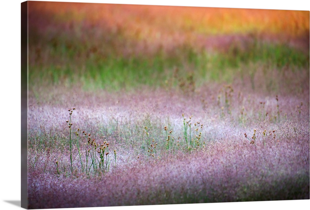 Closeup of grasses early in the morning, at Norris Basin in Yellowstone National Park