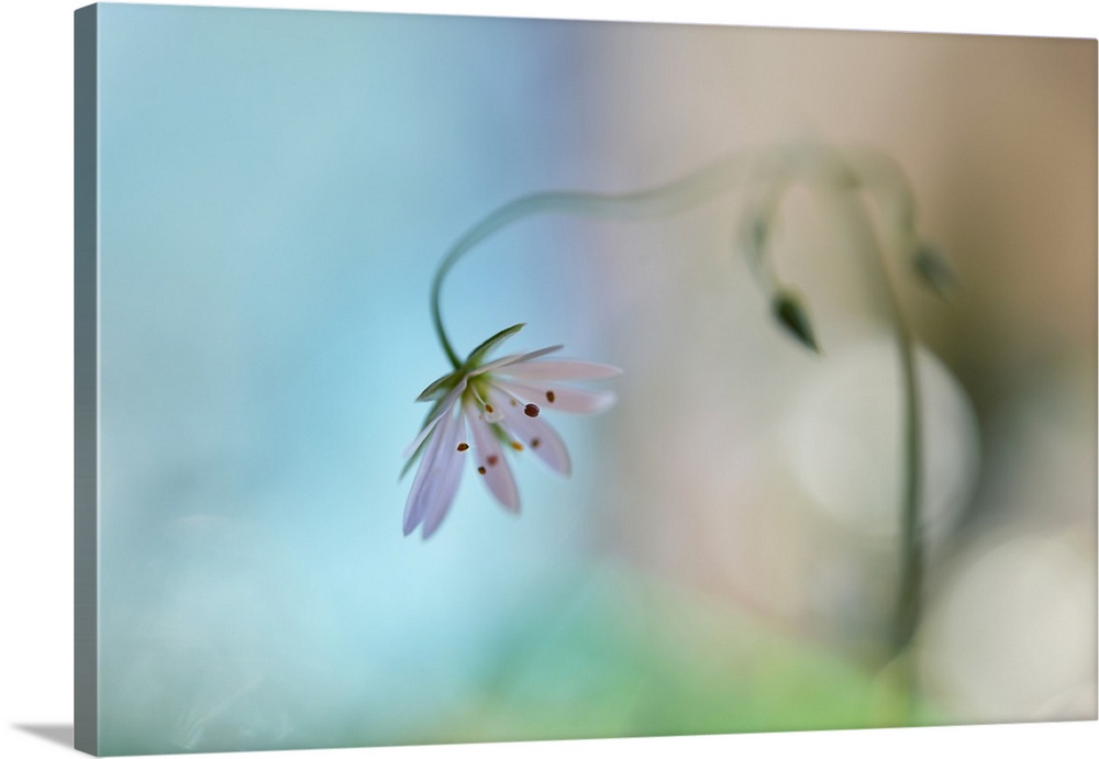 Soft focus image of a leaning white flower with a dreamy look.