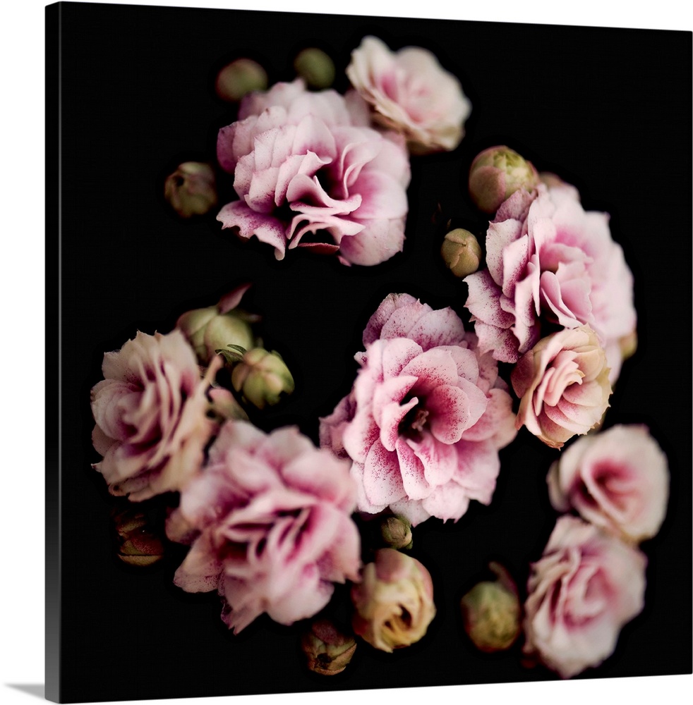 Square image with a soft focus giving this group of pink flowers a dreamy look.