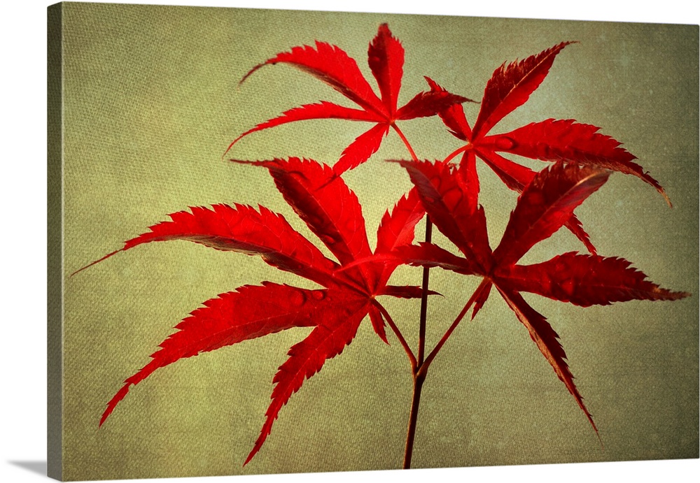 Red maple leaves with photo texture