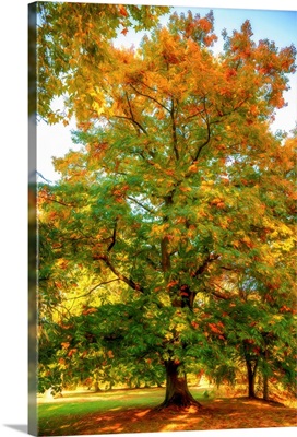Oak In Autumn