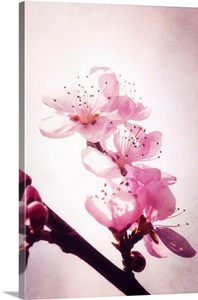 Ode To The Light image thumbnail