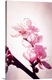 image thumbnail of Close-up cherry blossoms with photo texture