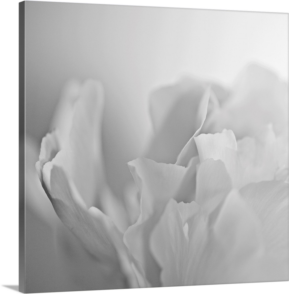 This square wall art has very low contrast in the photograph of a white peony on a white backdrop.