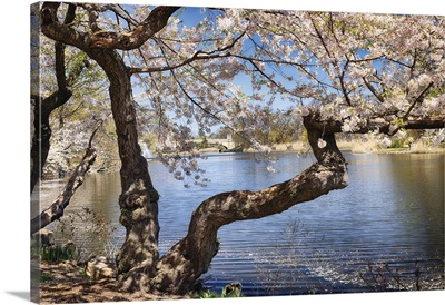 Old Japanese Cherry Tree Blossoms At Lakeside, Branch Brook Park,  New Jersey